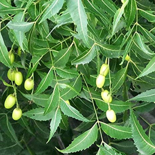 Neem Tree